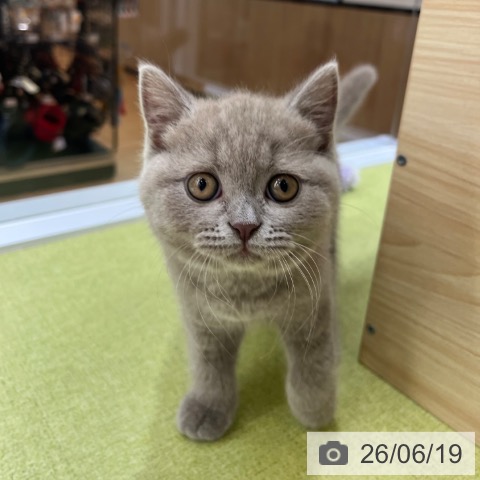 ブリティッシュショートヘアの写真