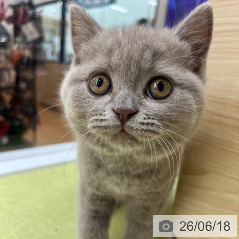 ブリティッシュショートヘアの写真