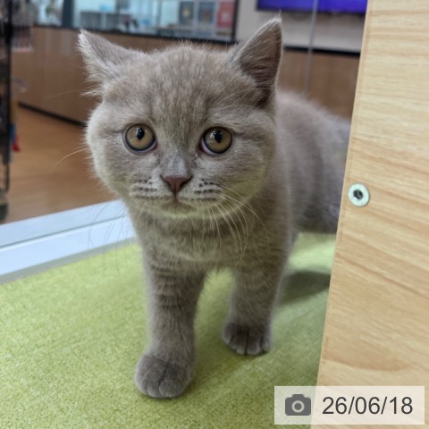 ブリティッシュショートヘアの写真