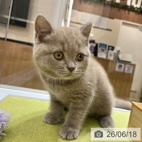 ブリティッシュショートヘアの写真