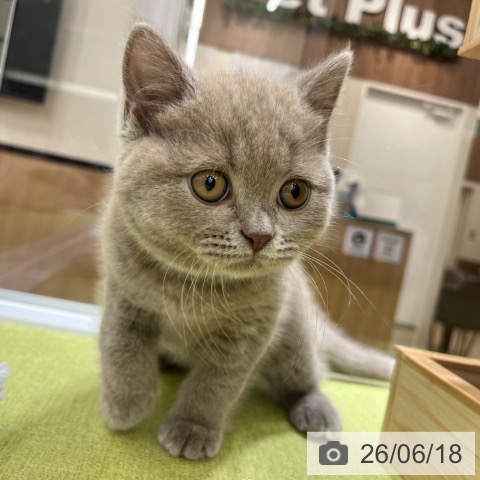 ブリティッシュショートヘアの写真