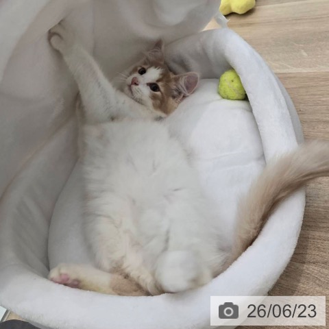 ノルウェージャンフォレストキャットの写真