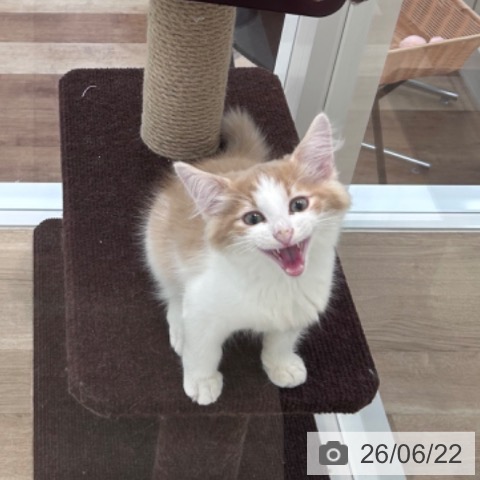 ノルウェージャンフォレストキャットの写真
