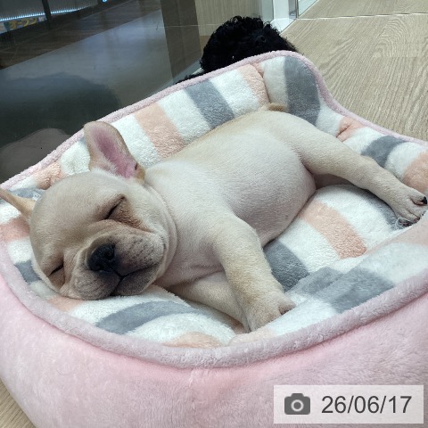 フレンチ・ブルドッグの写真