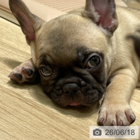 フレンチ・ブルドッグの写真