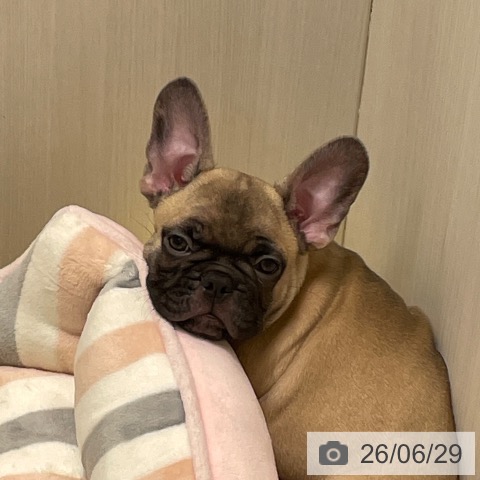 愛知県のフレンチブルドッグ (ペットプラス 則武新町店/2026年4月17日生まれ/男の子/フォーン)の子犬の3枚目の画像