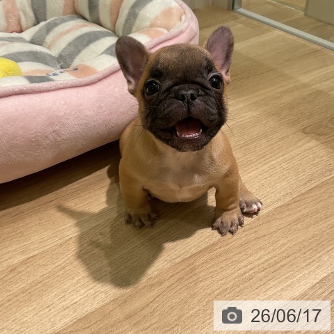 フレンチ・ブルドッグの写真