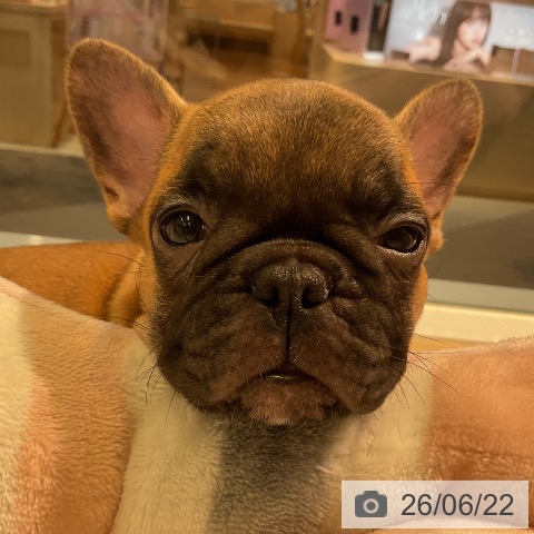 愛知県のフレンチブルドッグ (ペットプラス 岡崎店/2026年4月17日生まれ/女の子/フォーン)の子犬の3枚目の画像