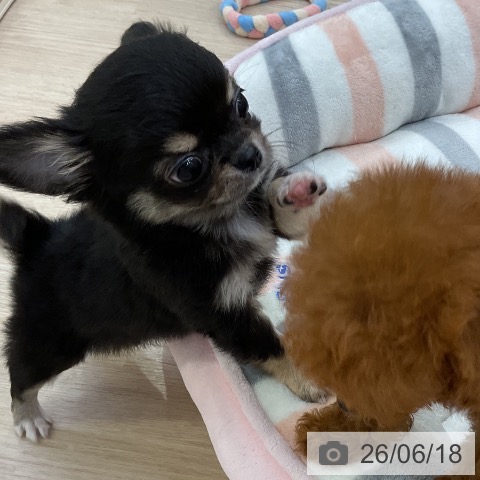 チワワの写真