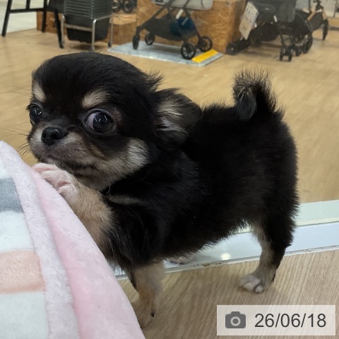 チワワの写真