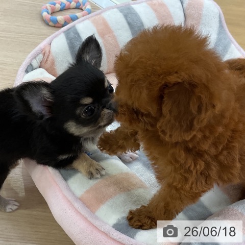 チワワの写真
