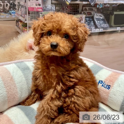 愛知県のトイプードル(トイ) (ペットプラス 名古屋茶屋店/2026年4月15日生まれ/男の子/レッド)の子犬の3枚目の画像