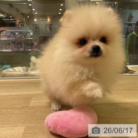 ポメラニアンの写真