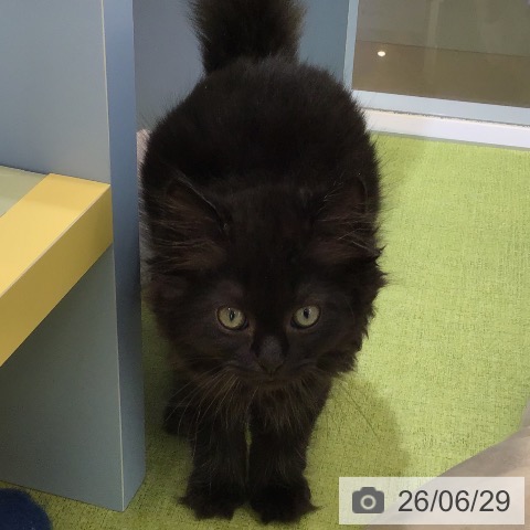 熊本県のラガマフィン (ペットプラス 熊本店/2026年4月17日生まれ/男の子/ブラックスモーク)の子猫の3枚目の画像