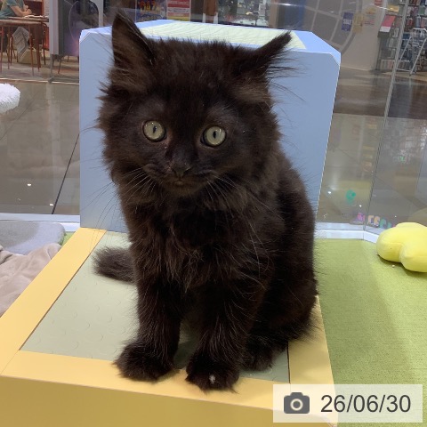 熊本県のラガマフィン (ペットプラス 熊本店/2026年4月17日生まれ/男の子/ブラックスモーク)の子猫の3枚目の画像