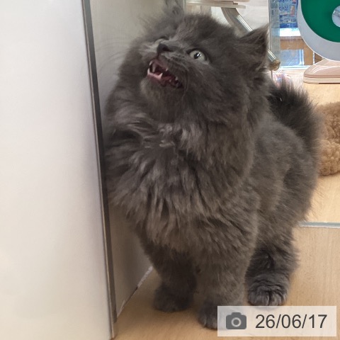 ラガマフィンの写真