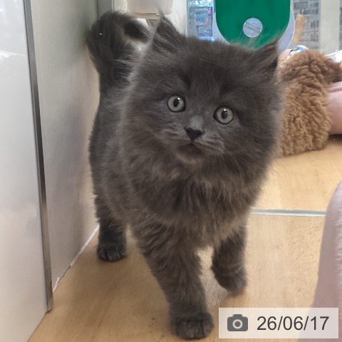 ラガマフィンの写真
