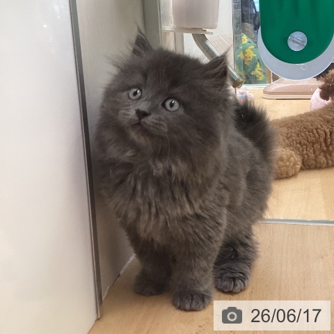 ラガマフィンの写真