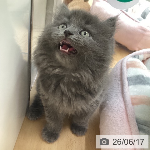 ラガマフィンの写真