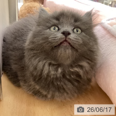 ラガマフィンの写真