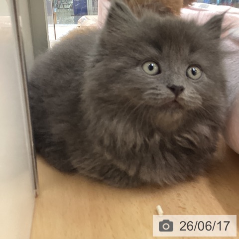 ラガマフィンの写真