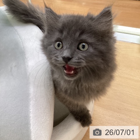 福岡県のラガマフィン (ペットプラス 黒崎店/2026年4月17日生まれ/男の子/ブルー)の子猫の4枚目の画像
