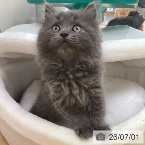 福岡県のラガマフィン (ペットプラス 黒崎店/2026年4月17日生まれ/男の子/ブルー)の子猫の3枚目の画像