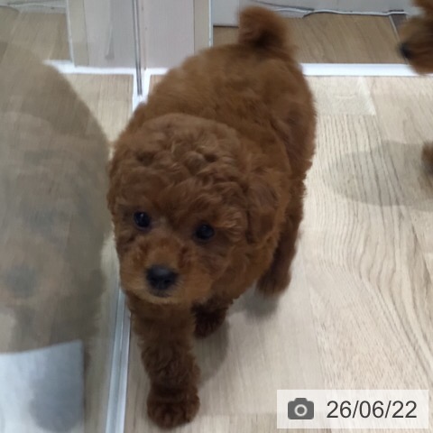 岐阜県のトイプードル(トイ) (ペットプラス 各務原店/2026年4月18日生まれ/男の子/レッド)の子犬の4枚目の画像