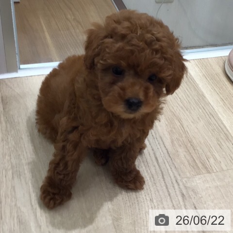 岐阜県のトイプードル(トイ) (ペットプラス 各務原店/2026年4月18日生まれ/男の子/レッド)の子犬の3枚目の画像