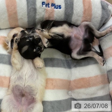 チワワの写真