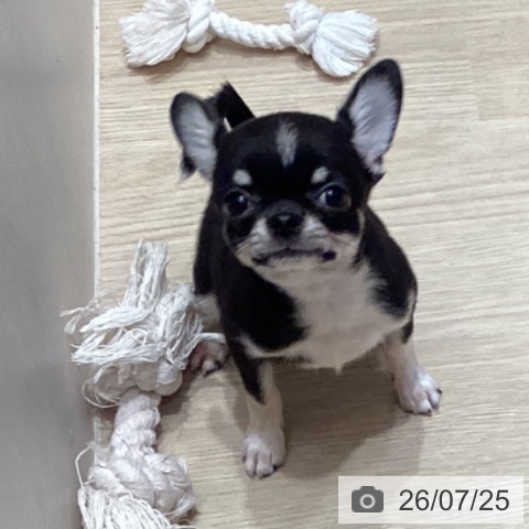 チワワの写真