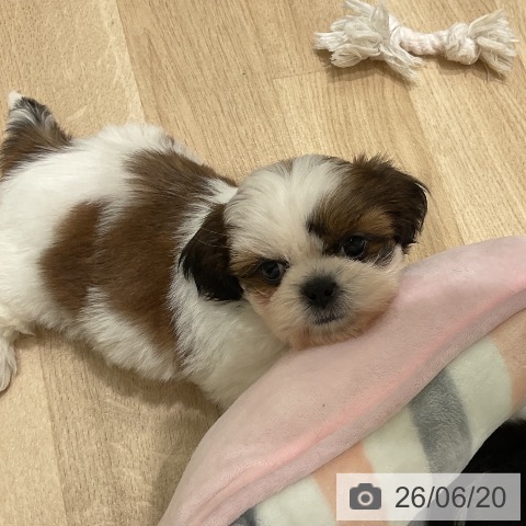 三重県のシーズー (ペットプラス 鈴鹿店/2026年4月18日生まれ/女の子/ゴールドホワイト)の子犬の4枚目の画像