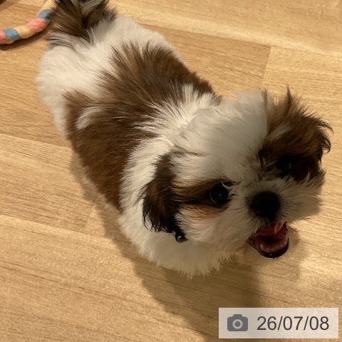 三重県のシーズー (ペットプラス 鈴鹿店/2026年4月18日生まれ/女の子/ゴールドホワイト)の子犬の4枚目の画像