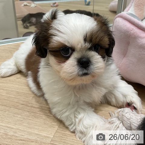 三重県のシーズー (ペットプラス 鈴鹿店/2026年4月18日生まれ/女の子/ゴールドホワイト)の子犬の3枚目の画像