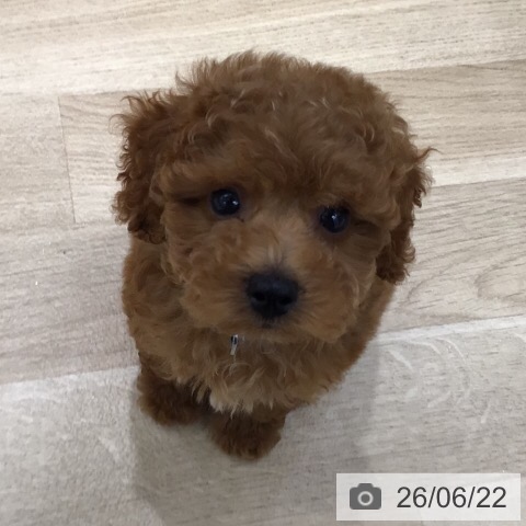 岐阜県のトイプードル(トイ) (ペットプラス 各務原店/2026年4月17日生まれ/男の子/レッド)の子犬の4枚目の画像