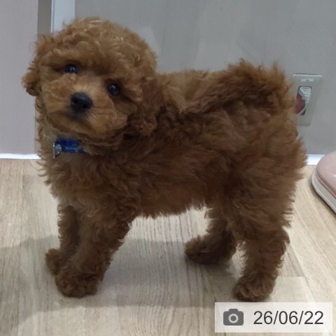 岐阜県のトイプードル(トイ) (ペットプラス 各務原店/2026年4月17日生まれ/男の子/レッド)の子犬の3枚目の画像