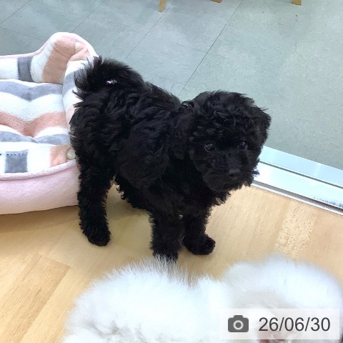 愛知県のトイプードル(トイ) (ペットプラス 三好店/2026年4月17日生まれ/女の子/ブラック)の子犬の4枚目の画像