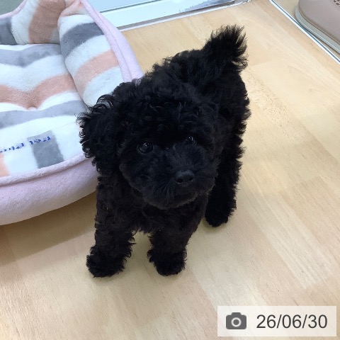 愛知県のトイプードル(トイ) (ペットプラス 三好店/2026年4月17日生まれ/女の子/ブラック)の子犬の3枚目の画像