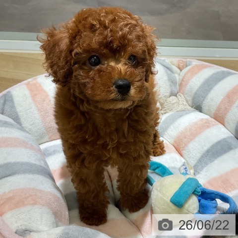 愛知県のトイプードル(トイ) (ペットプラス イオンモール豊川店/2026年4月20日生まれ/男の子/レッド)の子犬の4枚目の画像