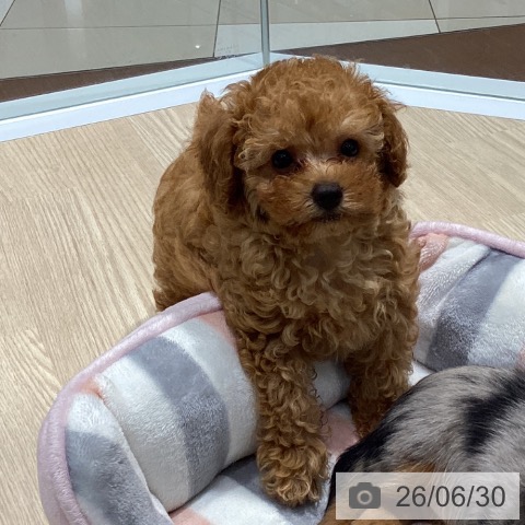 愛知県のトイプードル(トイ) (ペットプラス イオンモール長久手店/2026年4月20日生まれ/男の子/アプリコット)の子犬の4枚目の画像