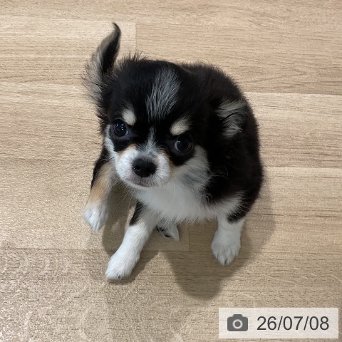 チワワの写真