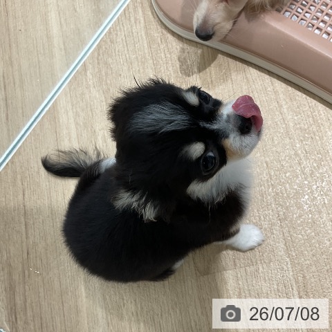 チワワの写真