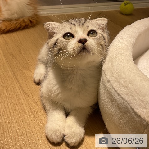 愛知県のスコティッシュフォールド (ペットプラス イオンモール豊川店/2026年4月18日生まれ/男の子/シルバータビーホワイト)の子猫の4枚目の画像