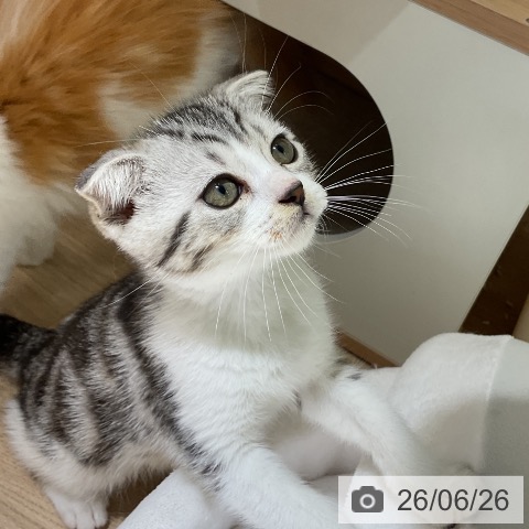 愛知県のスコティッシュフォールド (ペットプラス イオンモール豊川店/2026年4月18日生まれ/男の子/シルバータビーホワイト)の子猫の3枚目の画像