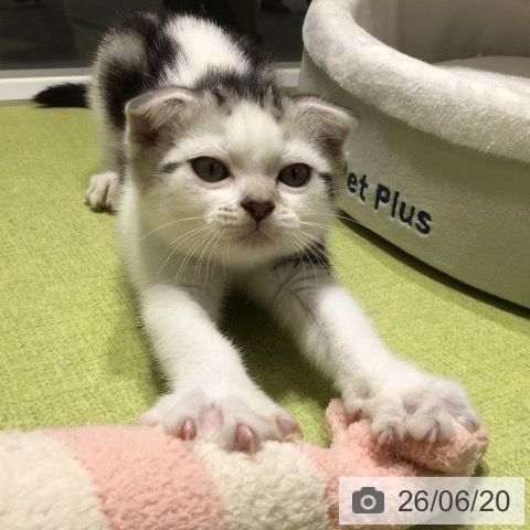スコティッシュフォールドの写真