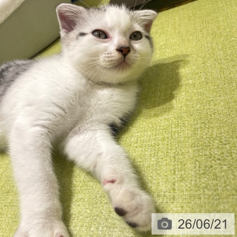 スコティッシュフォールドの写真