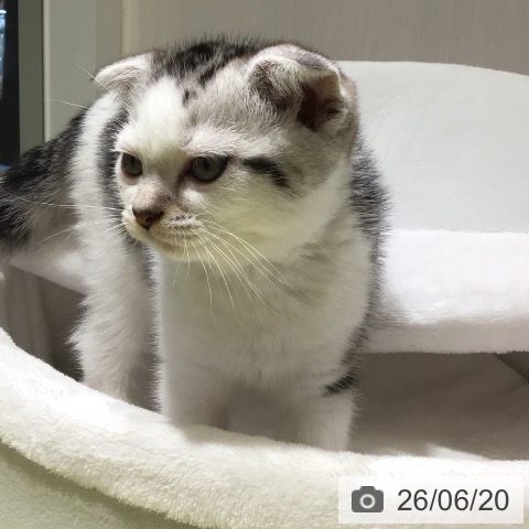 スコティッシュフォールドの写真