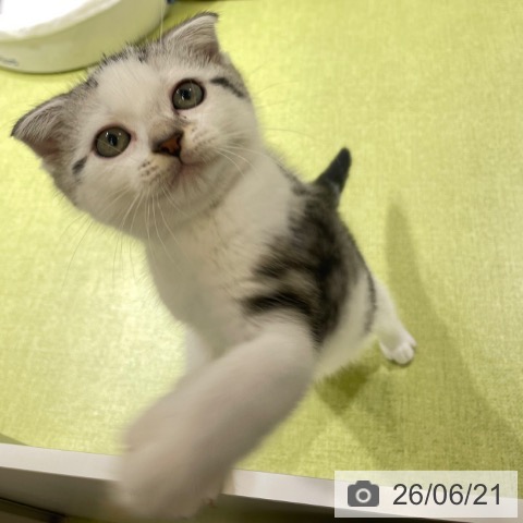 スコティッシュフォールドの写真