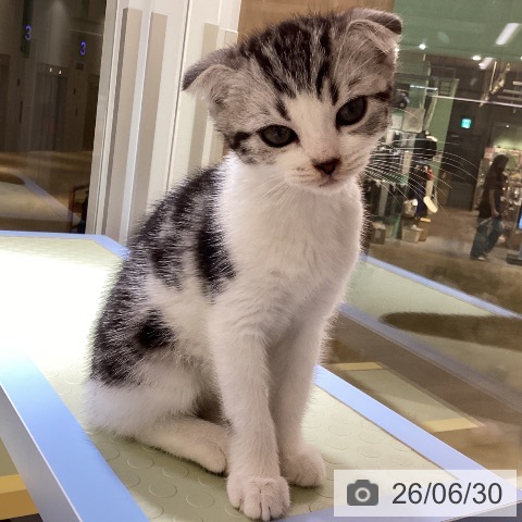 愛知県のスコティッシュフォールド (ペットプラス mozoワンダーシティ店/2026年4月18日生まれ/男の子/シルバータビーホワイト)の子猫の3枚目の画像