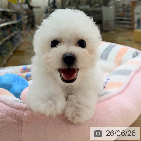 愛知県のビションフリーゼ (ペットプラス 豊橋牧野店/2026年4月13日生まれ/男の子/ホワイト)の子犬の3枚目の画像
